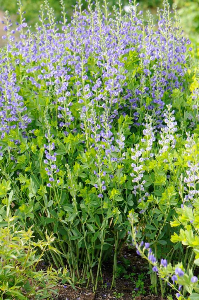 19a Färberpflanzen Apothekergarten Wiesbaden