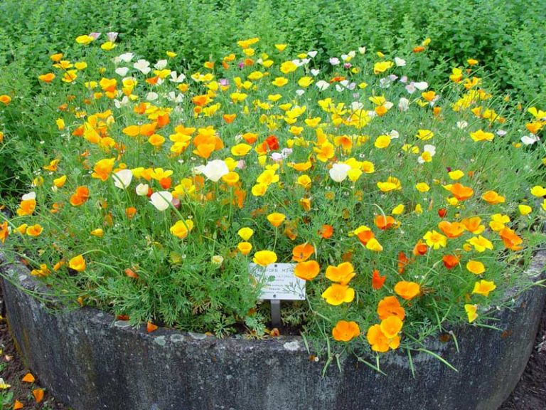 kalifornischermohn Apothekergarten Wiesbaden